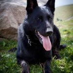 Black German Shepherd - Italian Alps