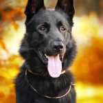 black German shepherd dog on the background of autumn