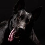 black german shepherd with interesting look on black background