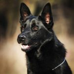 beautiful black german shepherd dog outdoors