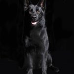 Black Shepherd Puppy sitting in front of black background, studio portrait