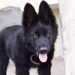 Black German Shepherd puppy