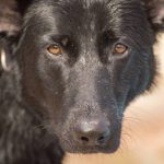 Black German Shepherd