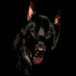 Black German Shepherd on black background