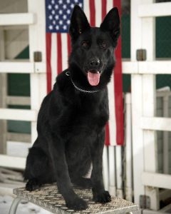 Solid Black German Shepherd near American flag