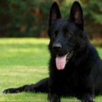 Black German Shepherd