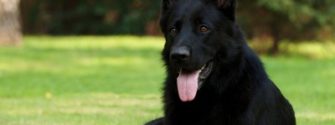 Black German Shepherd