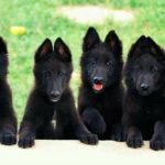 Black German Shepherd