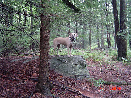 mouth cur dog in the forest