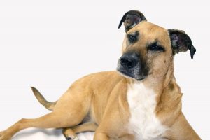 black-mouth-cur-pixb