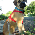 Black Mouth Cur Puppies