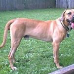 Black Mouth Cur