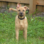 Black Mouth Cur