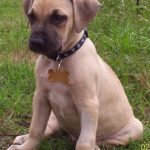 Black Mouth Cur