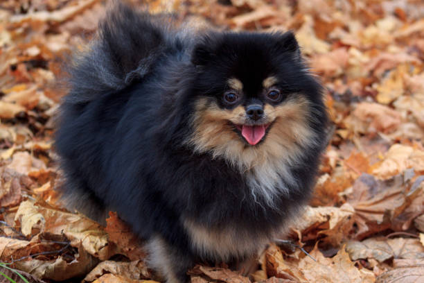 Black Pomeranians