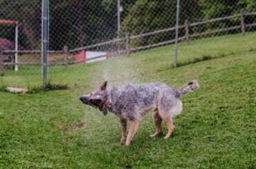 Blue Heeler Shaking