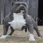 blue-nose-pit_1