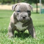 blue-nose-pit_4