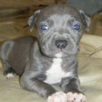 blue-nose-pitbull_1