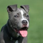 blue-pit_5