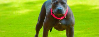 9 Things You Should “Nose” about the Blue Nose Pitbull