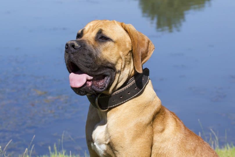 Boerboel sitting by the water