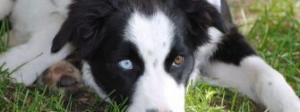 The Borador (Border Collie Lab Mix): Crossbreed of America’s Two Most Beloved Dogs