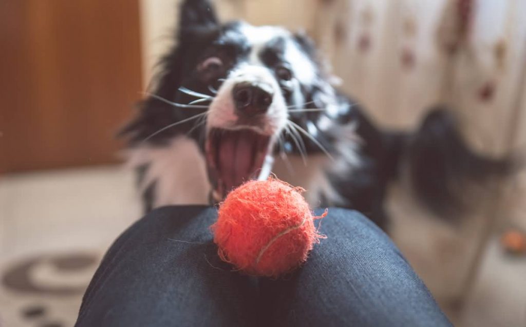 Border-Collie-plays