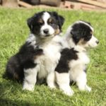 border-collie-shepherd-mix-6