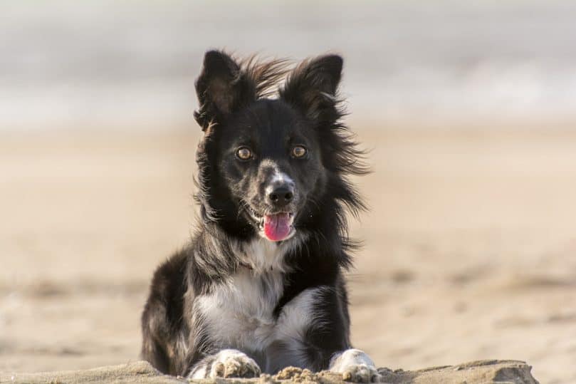 Border Collie laying in the sand