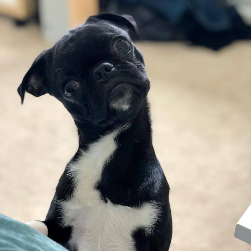 Black Boston Terrier Pug Mix tilting its head