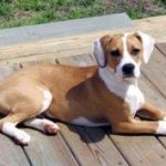 boxer beagle mix