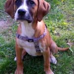 boxer beagle mix