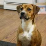 boxer beagle mix