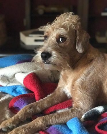 Boxerdoodle relaxing at home