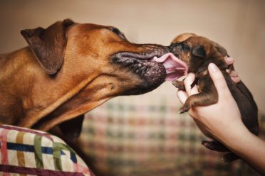 dog licks her newborn cute little puppy