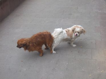 two dogs mating and are locked or in a tie 