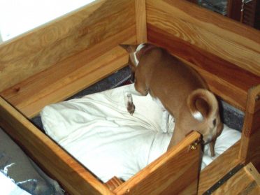 A dog nesting in a wood whelping box