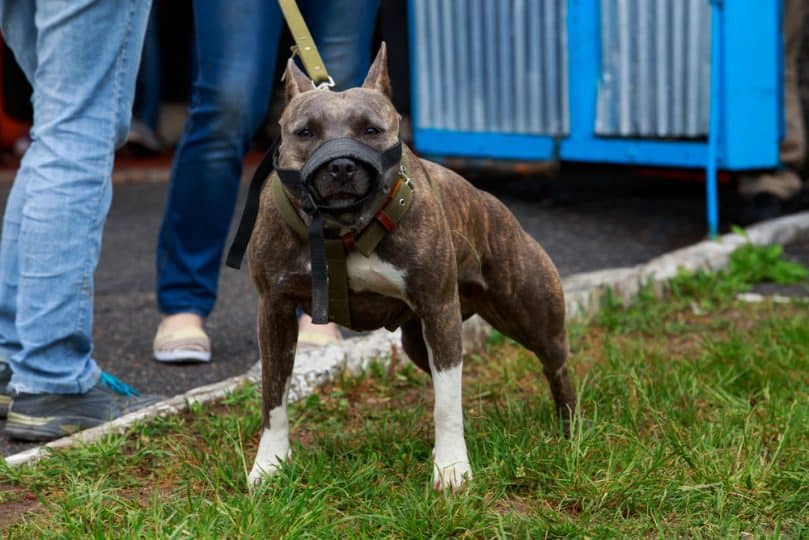 Brindle Pitbull wearing a muzzle outside in the grass