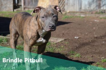 Brindle Pitbull