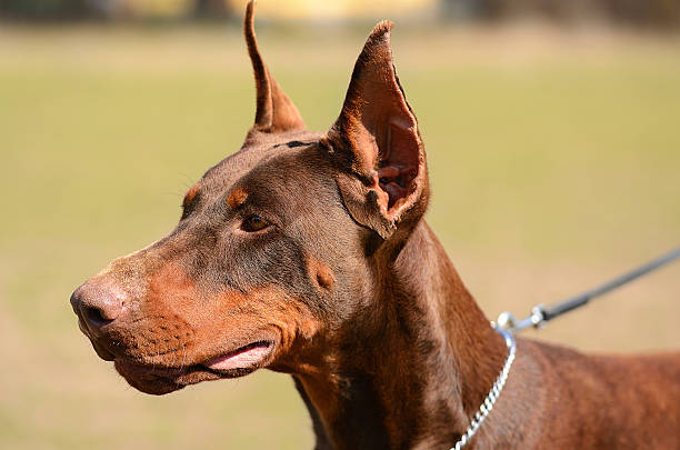 Brown Doberman