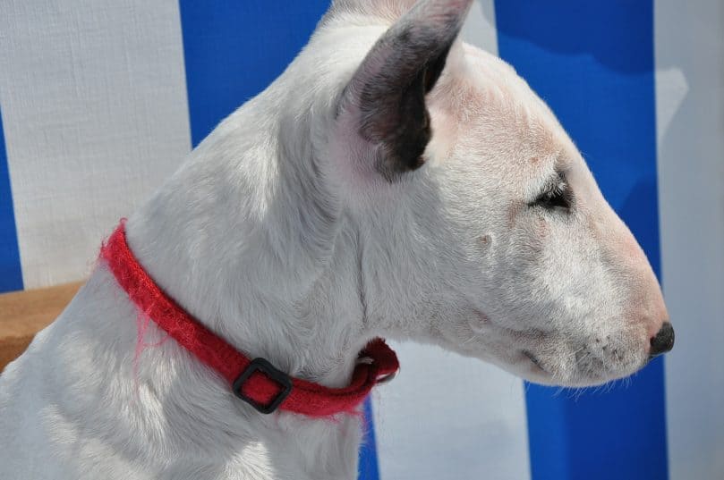 Bull Terrier puppy