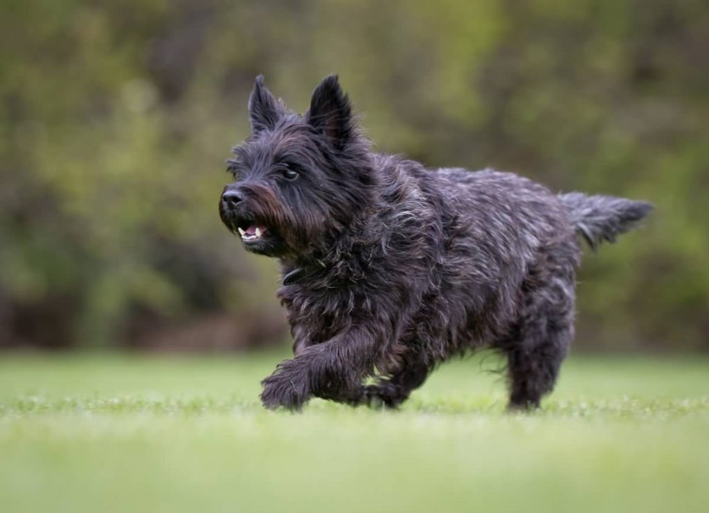 Healthy purebred dog photographed outdoors in the nature on a sunny day.