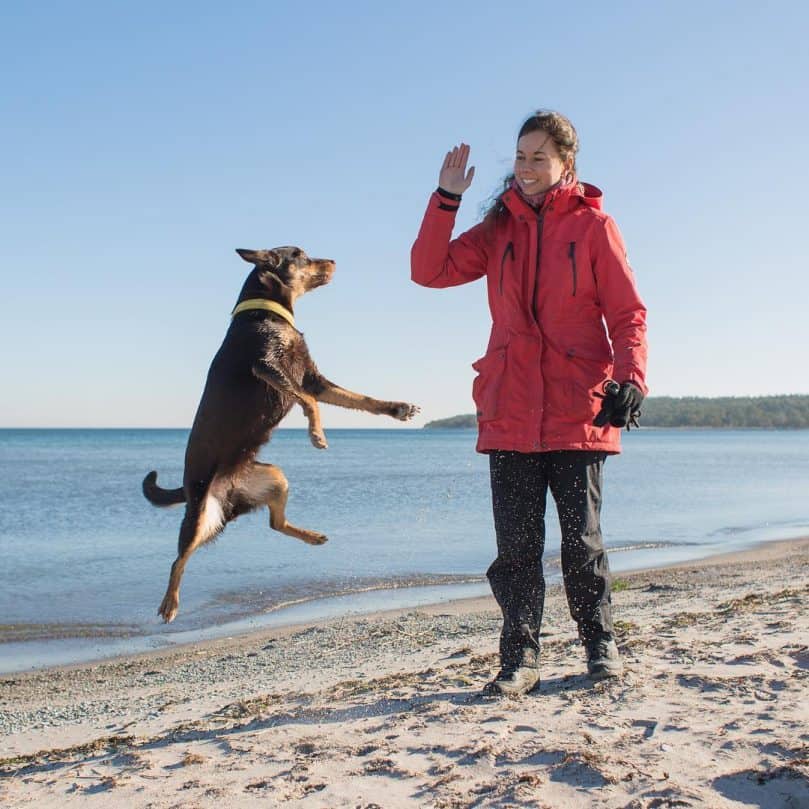 a dog doing canine freestyle