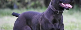 The Canis Panther Is Four Great Dogs In One