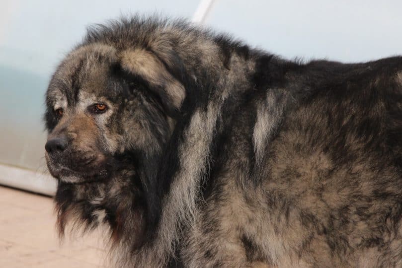 caucasian mountain shepherd (1)