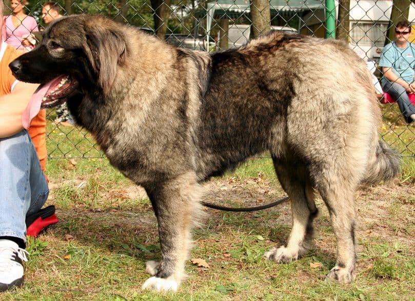 caucasian mountain shepherd (2)