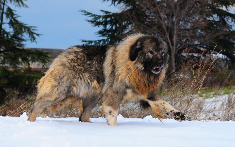 Portrait of Shepherd of the caucasus dog.