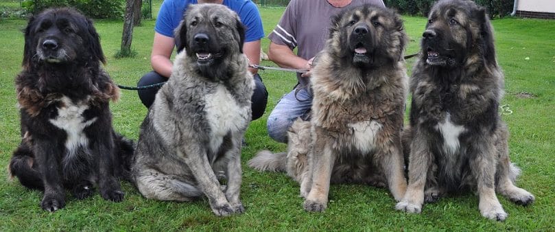 caucasian mountain shepherd (5)