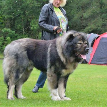 Caucasian Shepherd